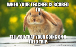 Regretful Rabbit