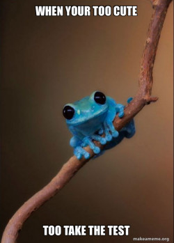Small Fact Frog