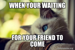 First World Cat Problems