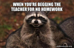 Evil Plotting Raccoon