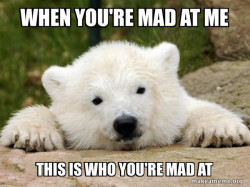 Popular Opinion Bear