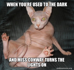 Hairless Cat