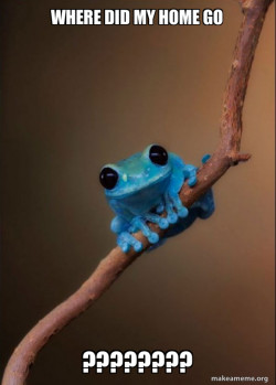 Small Fact Frog