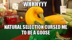 Gourd Advice Mallard