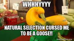 Gourd Advice Mallard