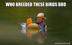 Fashionable Advice Mallard