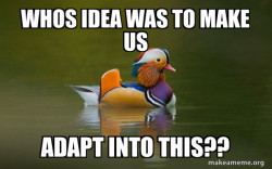 Fashionable Advice Mallard