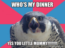 Millennial Falcon
