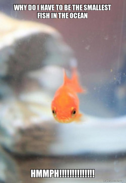 Grumpy Fish