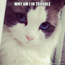 Ridiculously Photogenic Cat