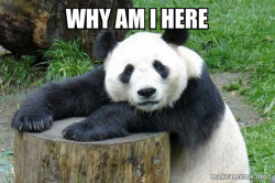 Confession Panda