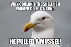 Stuff That Didn't Happen Seagull