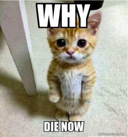 Cute Cat Standing