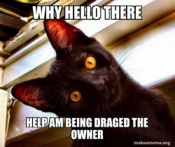 Overly Attached Cat