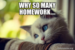 First World Cat Problems