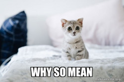 Cute Kitten