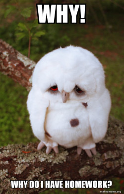 Sad Owl