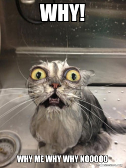 Cat bath