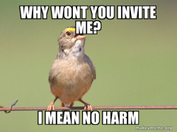 Common Opinion Sparrow