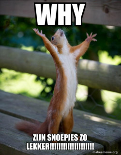 Happy Squirrel