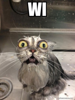 Cat bath