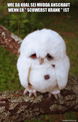 Sad Owl