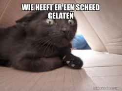 Schitzo Cat