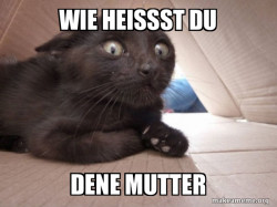 Schitzo Cat
