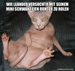 Hairless Cat