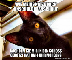 Overly Attached Cat