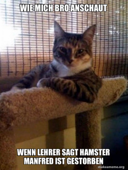 The Most Interesting Cat in the World