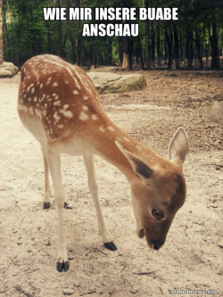 O M G Deer