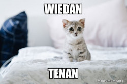 Cute Kitten