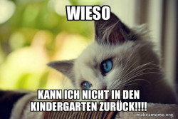 First World Cat Problems
