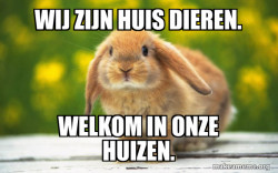 Regretful Rabbit