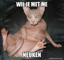 Hairless Cat