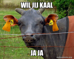 Hairless Cow