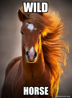 Ridiculously photogenic horse