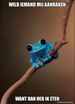 Small Fact Frog