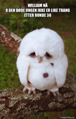 Sad Owl