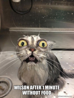 Cat bath