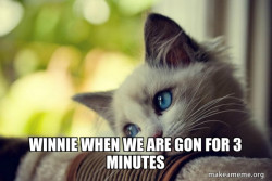 First World Cat Problems