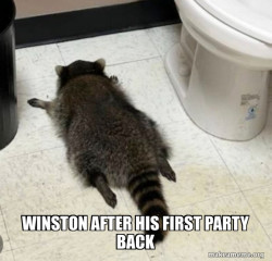 Drunk Raccoon