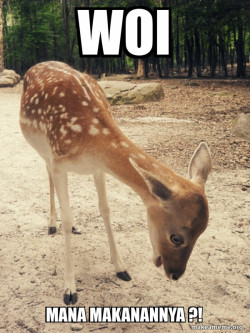 O M G Deer