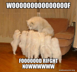 Storytelling Dog