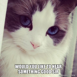 Ridiculously Photogenic Cat