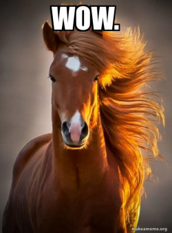 Ridiculously photogenic horse