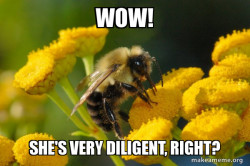 Good Guy Bee