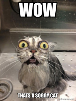 Cat bath