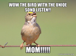 Common Opinion Sparrow